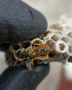 Bugsbusters destruction de nuisibles