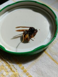 nid de frelon asiatique