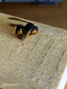 frelon asiatique abeilles
