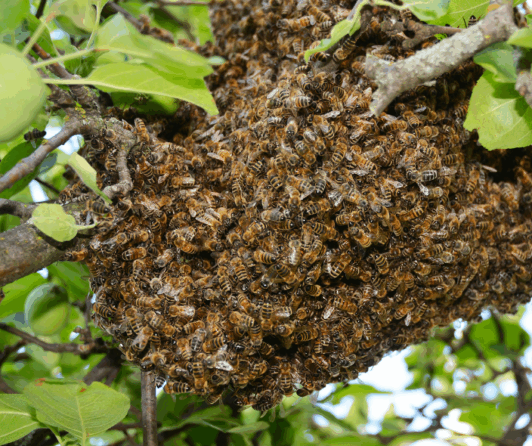 essaimage-d'abeilles