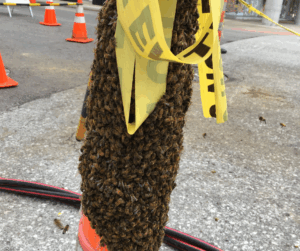 essaim-abeilles