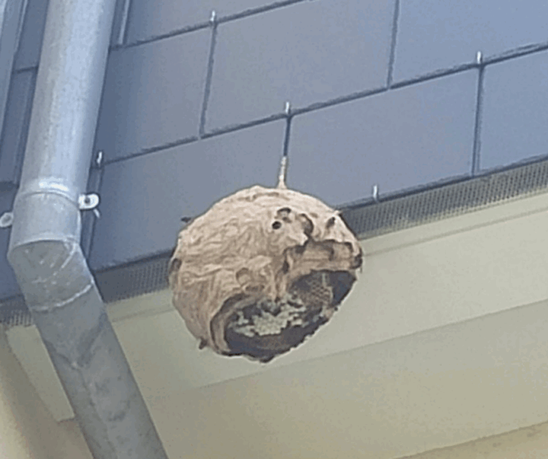 Nid de frelons asiatiques découvert à Schiltigheim route de Bischwille