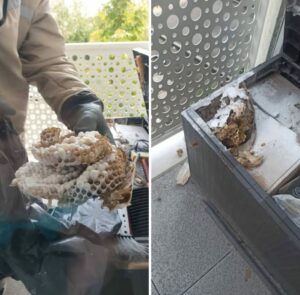 Nid de frelons asiatiques installé dans des volets roulants
