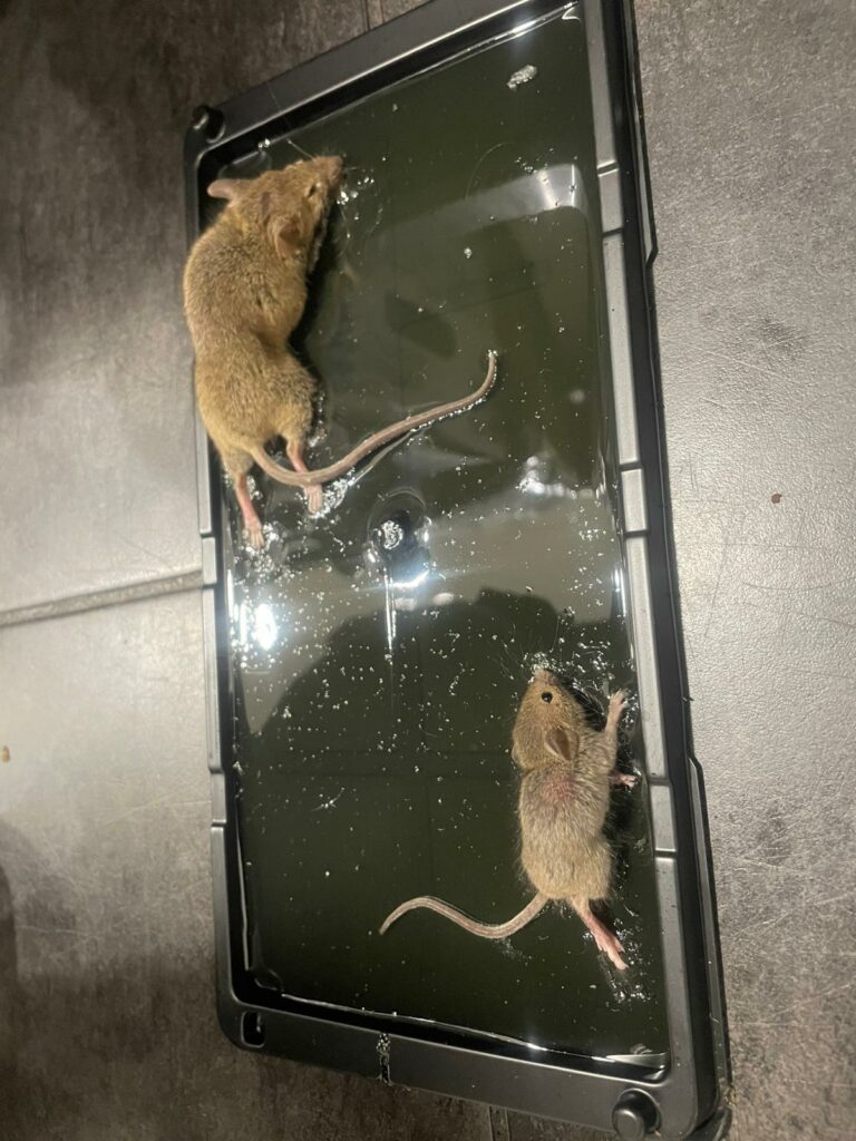 dératisation bas-Rhin dératisation bas-Rhin