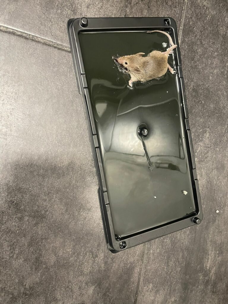 dératisation Strasbourg