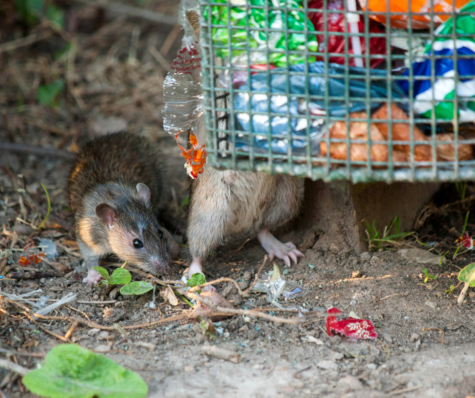 Traitement de dératisation écologique dans une maison du Bas-Rhin