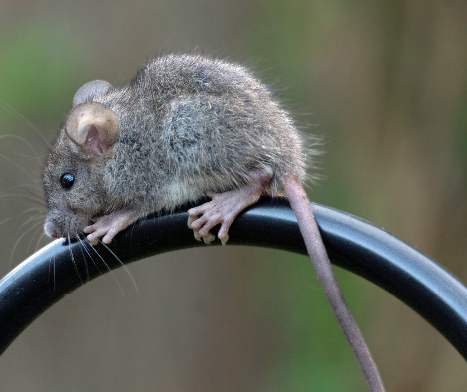Élimination des souris dans un logement à Strasbourg par un professionnel certifié