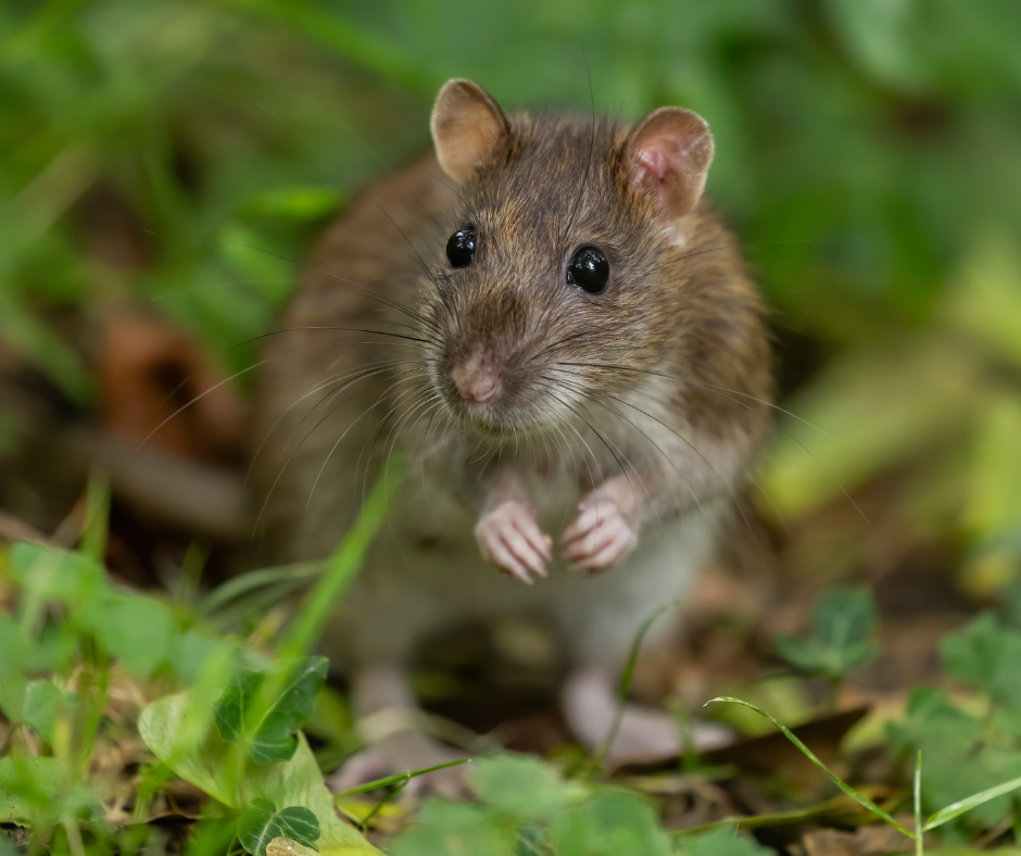 Technicien dératiseur à Strasbourg installant un poste d’appât sécurisé contre les rats