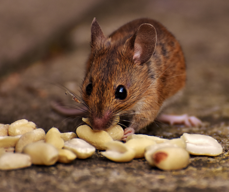Technicien Bugsbusters67 réalisant une dératisation préventive contre les souris