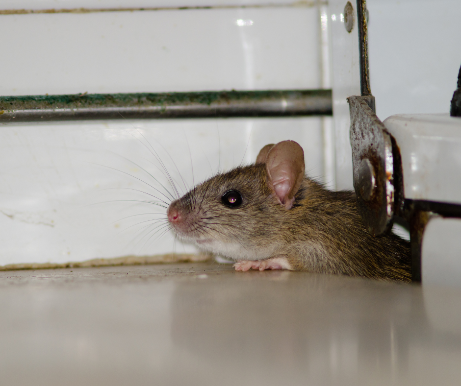 Intervention professionnelle pour éliminer les rats dans une cave à Strasbourg