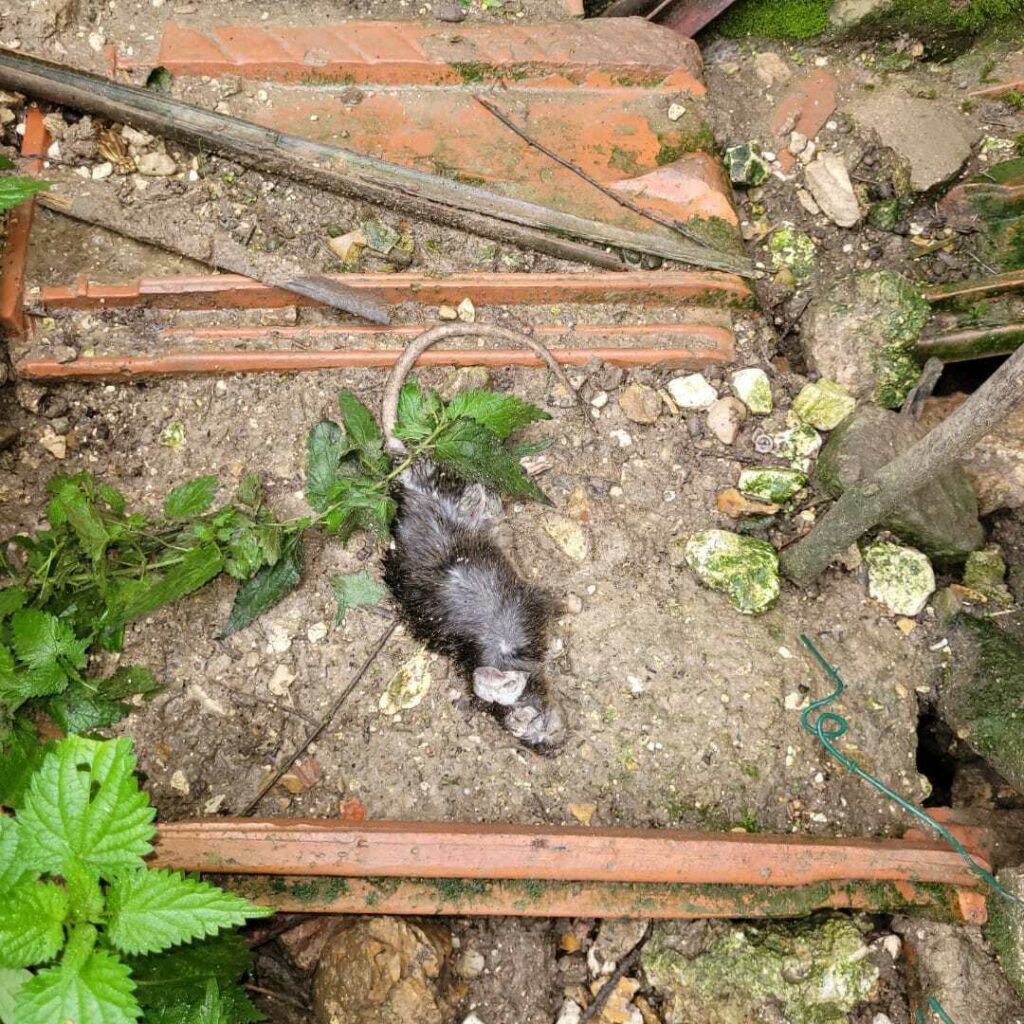 Dératisation à Reims Dératisation à Reims