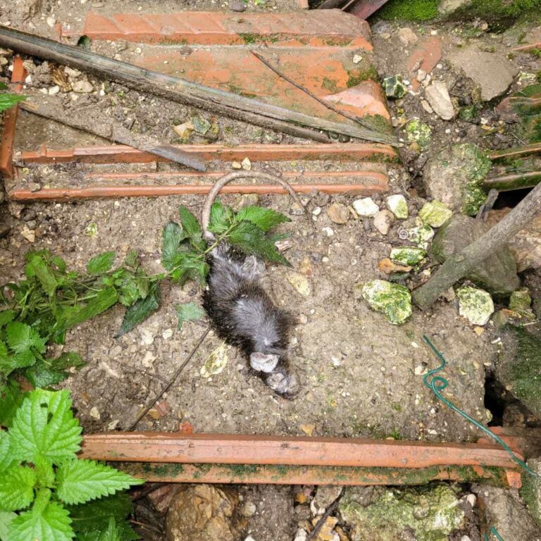 Dératisation à Reims