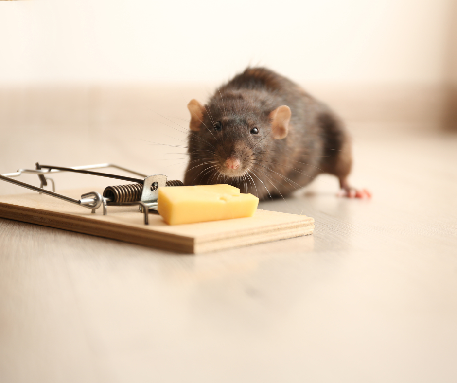 Traitement professionnel contre rats et souris en Alsace Traitement professionnel contre rats et souris en Alsace