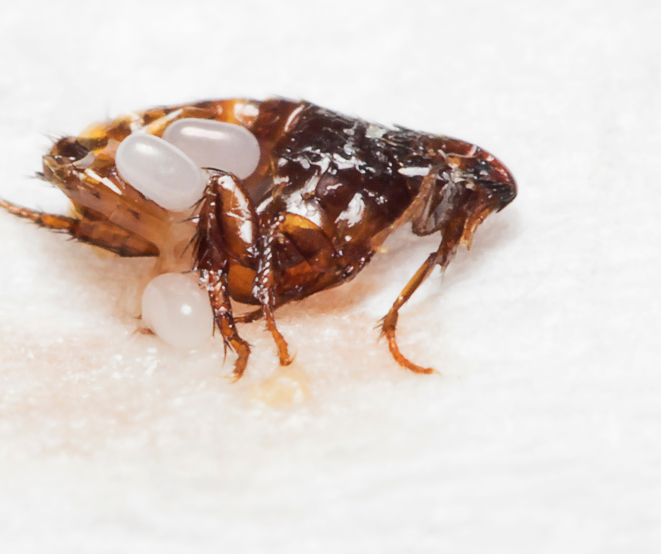 Matelas infesté avec présence d’œufs et de traces de punaises de lit
