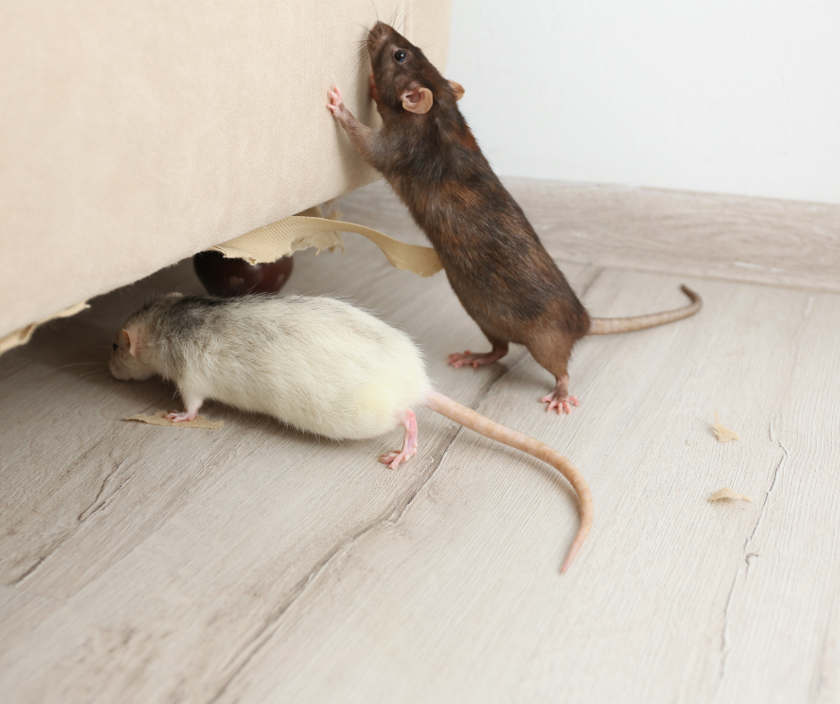 Technicien en dératisation intervenant pour une infestation de souris dans le 67 Technicien en dératisation intervenant pour une infestation de souris dans le 67