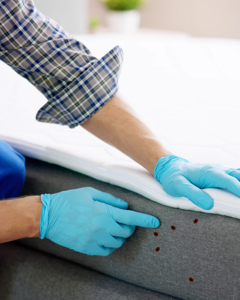 Punaises de lit dans couture de matelas