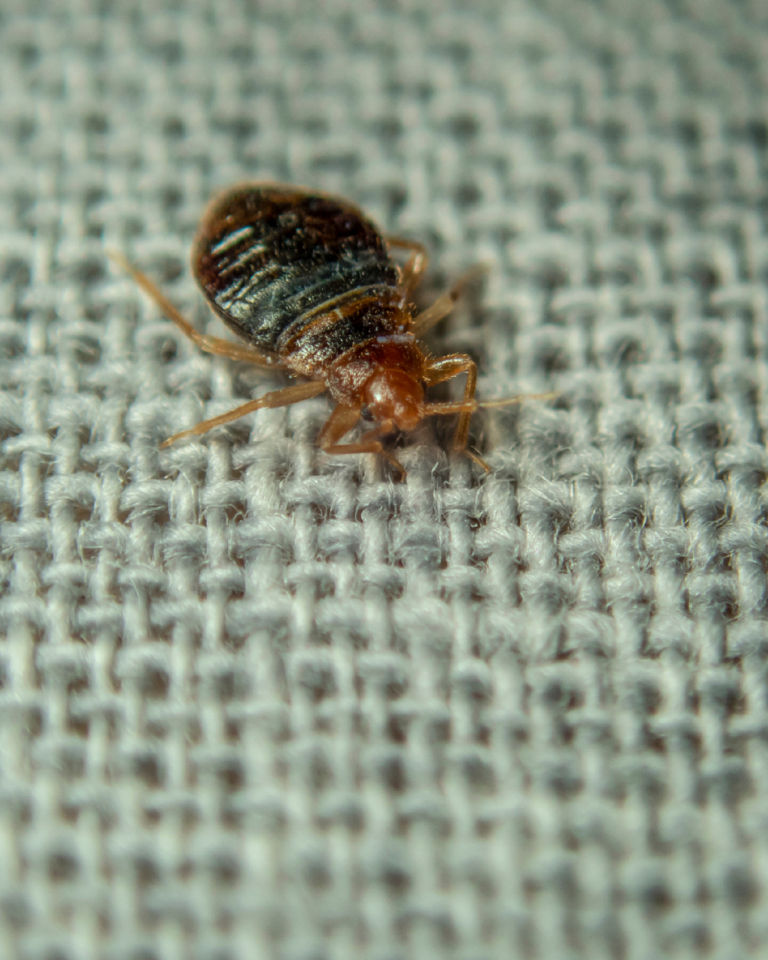 Traces de punaises de lit sur draps