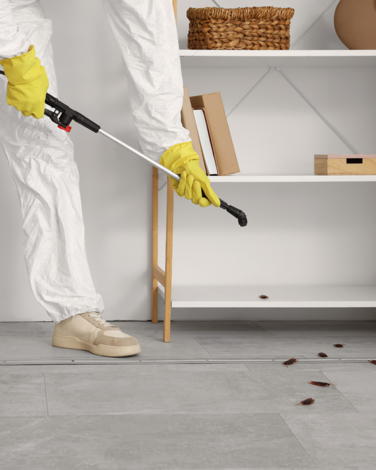 traitement professionnel cafards désinsectisation Strasbourg