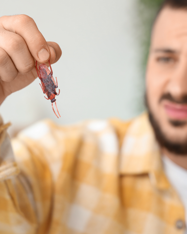 cafards cuisine appartement Strasbourg infestation blattes