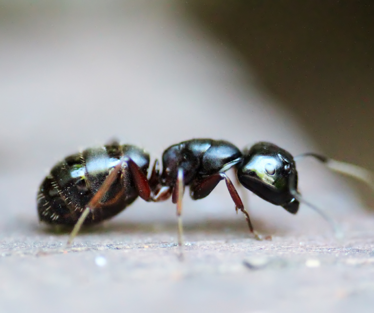 traitement professionnel fourmis maison désinsectisation Alsace