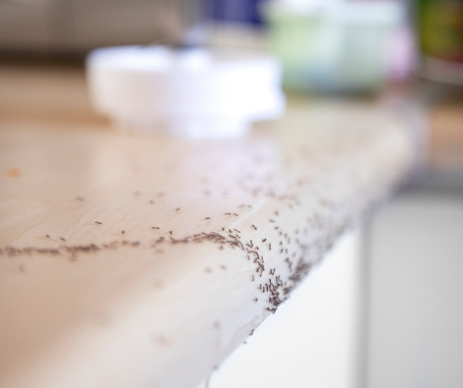 fourmis dans la maison cuisine invasion fourmis Alsace