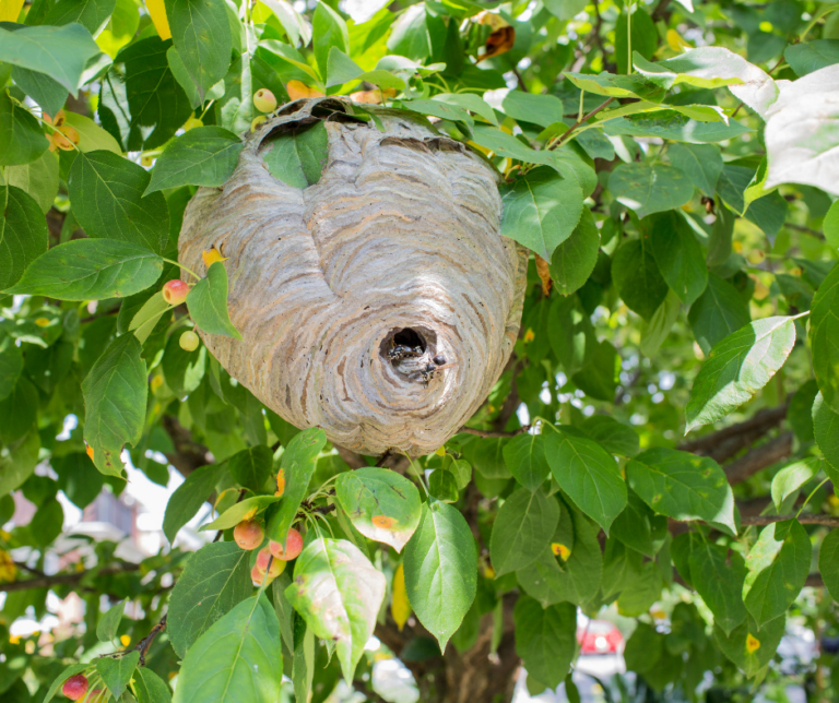Nid de frelon asiatique caché dans un arbre