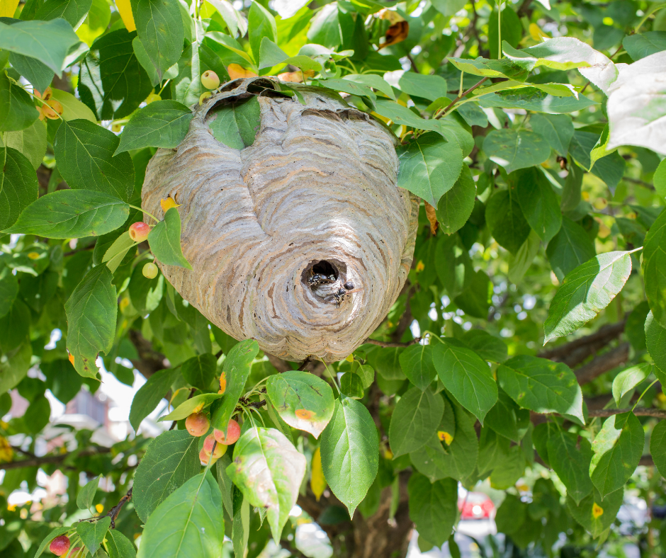 Nid de frelon asiatique caché dans un arbre